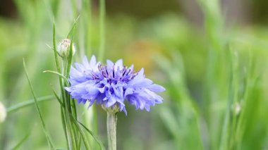 Botanik Bahçeleri 'nde çiçek açtı