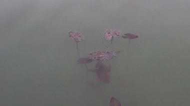 Suda açan çiçeklerin hızlandırılması