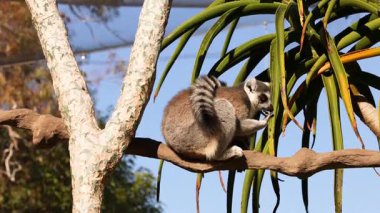 Lemur Melbourne hayvanat bahçesinde şubede oturuyor.
