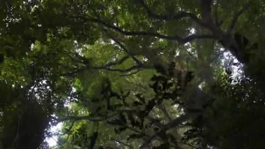 Sisli orman gölgesinde ışık hızı