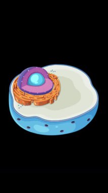 Hayvan hücre anatomisini mitokondri üzerine odaklanarak, hücresel bileşenleri ve düzenlerini vurgulayarak gösteren animasyon