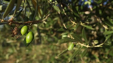 Ağaç dalında yeşil zeytin