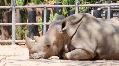 Bir gergedan, kabuğunun içinde huzur içinde dinleniyor.