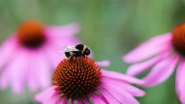 Bumblebee mor bir koni çiçeğinden nektar topluyor.