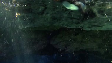 Penguen su altı manzarasında hızla yüzüyor.