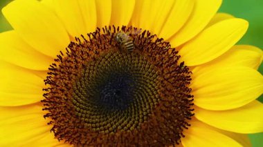 Arı, Rama9 Park 'taki ayçiçeğiyle etkileşim halinde.