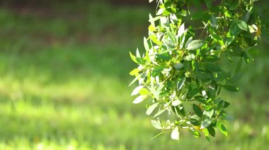 Bir ağaç dalı hafif bir esinti ile sallanır, güneş ışığıyla aydınlatılır, Avustralya 'nın Gold Coast şehrinde canlı yeşil bir arka planda