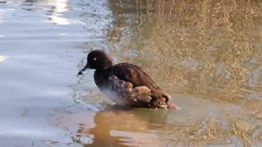 Parlayan suda ördek tüyleri.