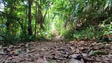 Yeşillik, yemyeşil orman yolunu keşfediyorum.