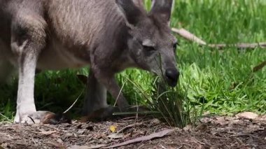 Güneşli bir tarlada bir kanguru otları kemiriyor..