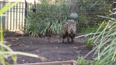 Hayvanat bahçesinde hareket eden yaban domuzu