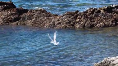 Bir deniz kuşu zarif bir şekilde Port Douglas 'ın kayalık kıyı şeridinde uçar, berrak bir gün ışığında sakin bir okyanus zeminiyle yakalanır.