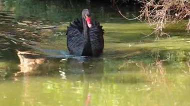 Siyah bir kuğu zarif bir şekilde gölette yüzer.