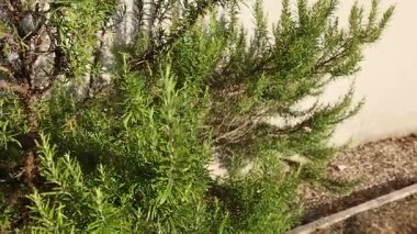 Rüzgarda usulca hareket eden ağaç dalları