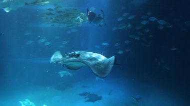 Stingray büyük bir akvaryumda balıkların arasında yüzüyor.