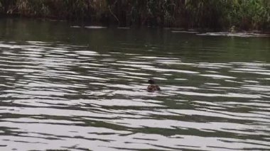 Tek bir ördek sakin suyun üzerinde huzur içinde süzülür