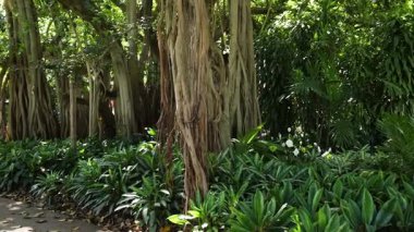 Yeşil bir bahçe yolunda huzurlu bir gezinti.