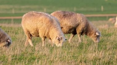 Koyunlar yemyeşil bir arazide huzur içinde otluyor.