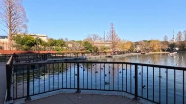 Huzurlu bir gölette kuşları besleyen kişi