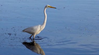 Bir balıkçıl fırlatılışı dizisi