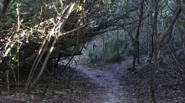 Bereketli bir ormanda dolambaçlı bir patika