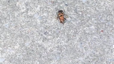 2024 Nisan 'ında Bangkok' ta çimento üzerinde yürüyen arı.