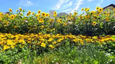 Ayçiçekleri parlak mavi bir gökyüzünün altında çiçek açıyor.