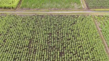 Murwillumbah, Avustralya 'da yemyeşil alanlar