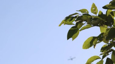 Yeşil yapraklar rüzgarda yavaşça sallanıyor.