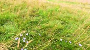 İskoç tarlasında kır çiçekleri ve otlar