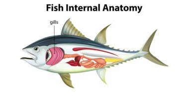 Balık iç organlarının detaylı görünümü