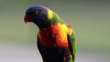 Farklı kafa hareketleri gösteren bir papağan.