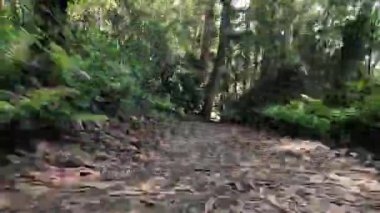 Huzurlu bir yürüyüş orman yolunda