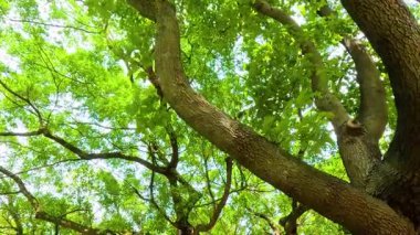 Sakin bir parkta yemyeşil ağaçlar.