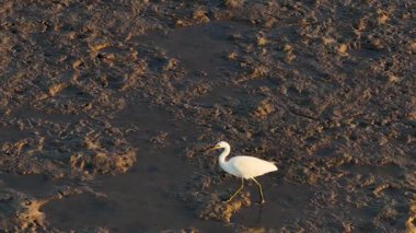 Gün batımında çamurda yüzen ve avlanan bir Akbalıkçıl 'ın havadan görünüşü zarif hareketlerini sergiliyor.