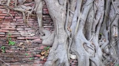 Eski Buda kafası banyan ağacı köklerine dolanmış.