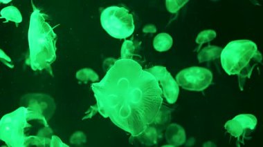 Büyüleyici denizanası akvaryumda zarafetle süzülüyor.