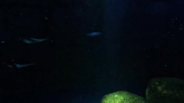 Penguenler zarif bir şekilde karanlık bir akvaryumda yüzerler.