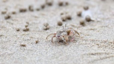 Kumsalda hayalet bir yengeç dolaşıyor.