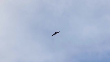 Bulutlu mavi gökyüzünde süzülen tek bir kuş