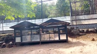 Hayvanat bahçesinde dinlenen aslanlar