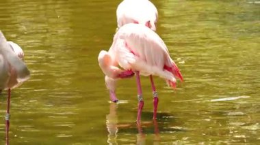 Flamingolar sakin bir park ortamında etkileşim halindeler