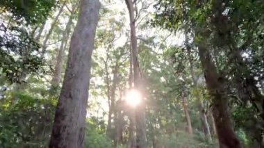 Yoğun orman gölgesinde süzülen güneş ışığı