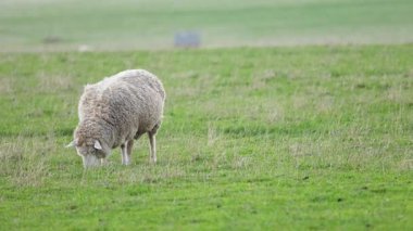Bir koyun yemyeşil bir alanda otluyor.