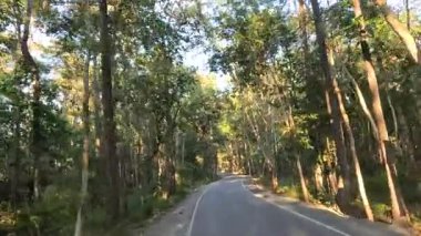 Güneşli bir orman yolunda huzurlu bir yolculuk.