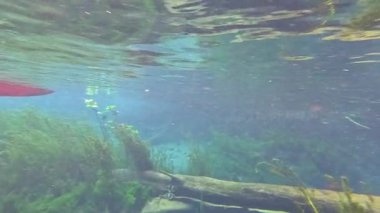 Deniz yosunu ve doğal güzellikte berrak su.