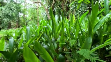 Tayland 'da yoğun yeşillik ve dingin su