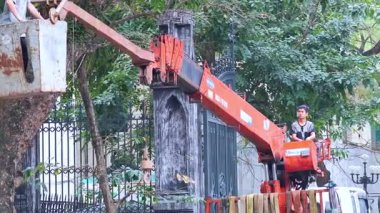 İşçiler vinci büyük ağacın yanında manevra yapıyor