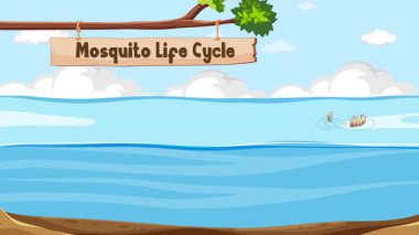 Sudaki sivrisinek gelişimi aşamalarını gösteriyor