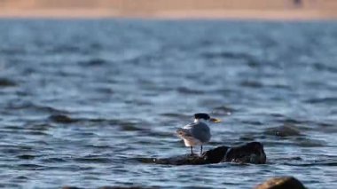 Okyanustaki bir kayaya tünemiş bir deniz feneri
